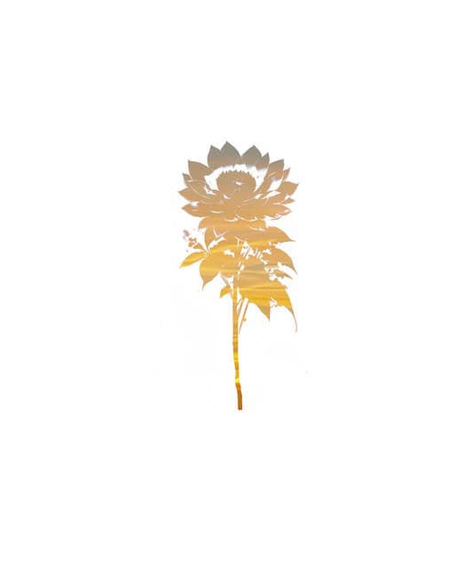 Dark Dhalia