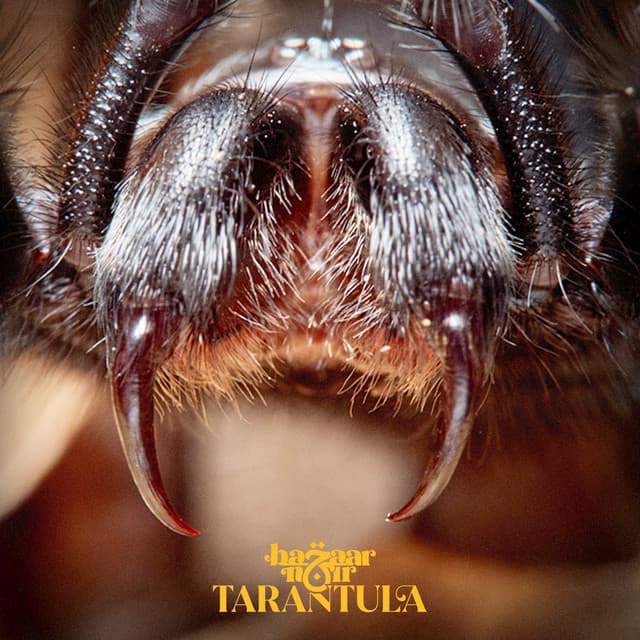 Tarantula cover art