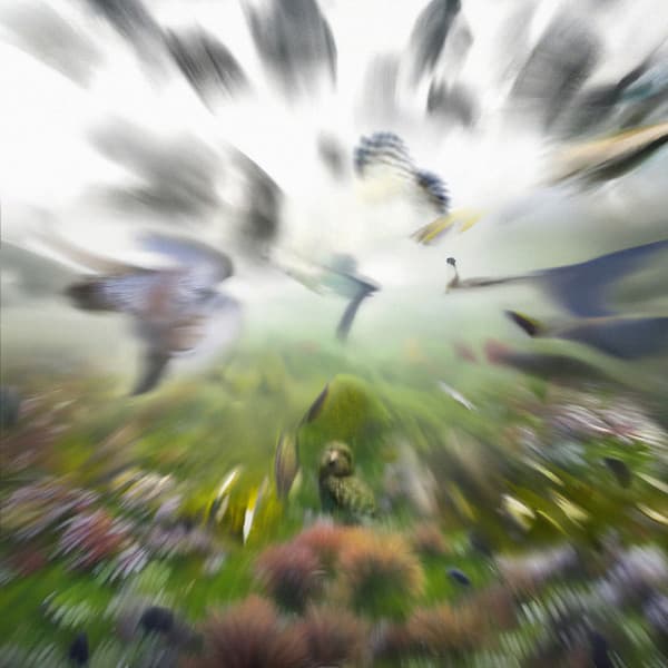 Kākāpō cover art