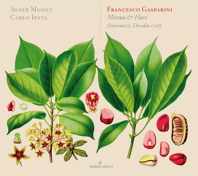 Auser Musici