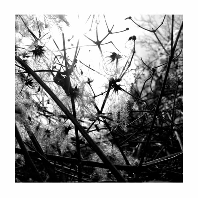 Candela cover art
