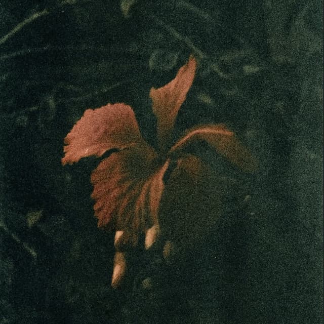 Fireflies cover art