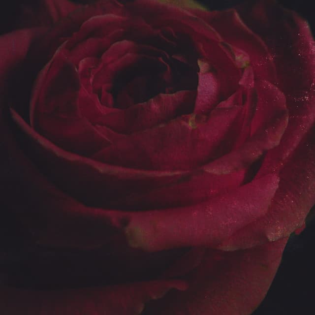 Alleviate - Acoustic cover art