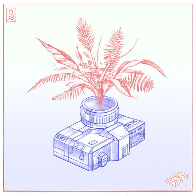 Cherry Blossom cover art