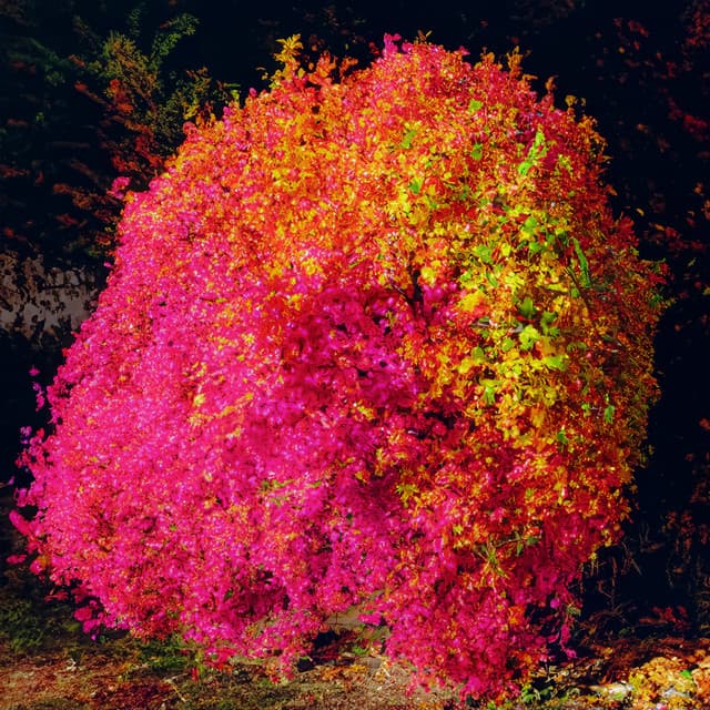 setting sun cover art