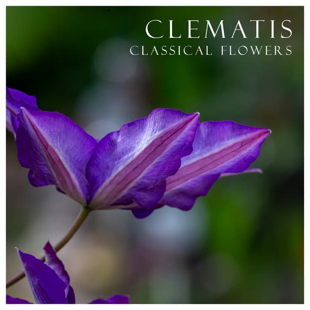 "Clematis": Classical Flowers cover art