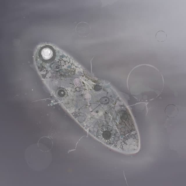 Drone Dub cover art