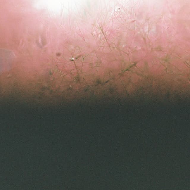 Soft Euphoria cover art