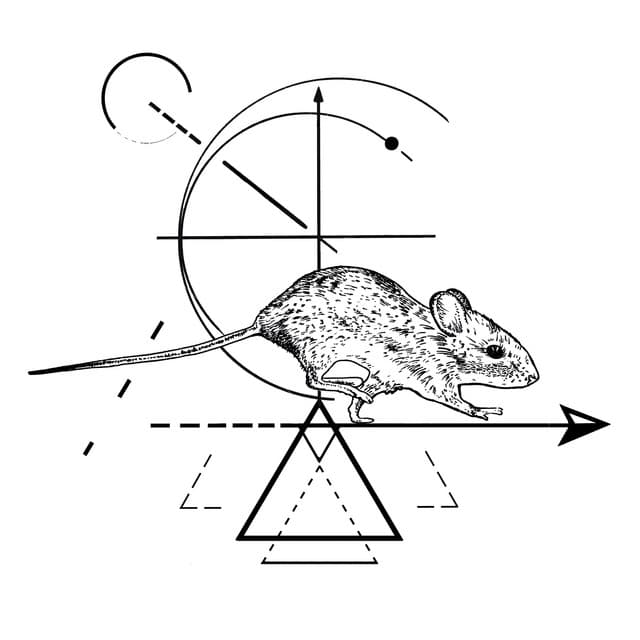 Wish cover art
