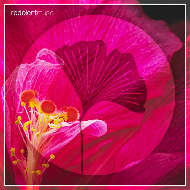 Afro Chooz - Novalima's Rafael M La Danza Extended Edit cover art