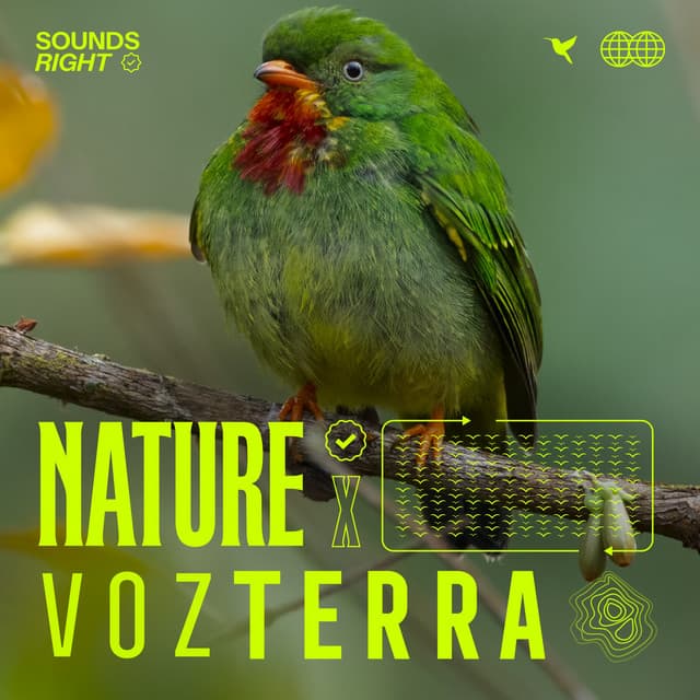 Bird Sounds in Mano de Oso cover art