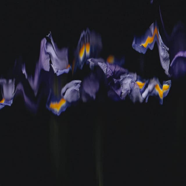 Chameleon cover art