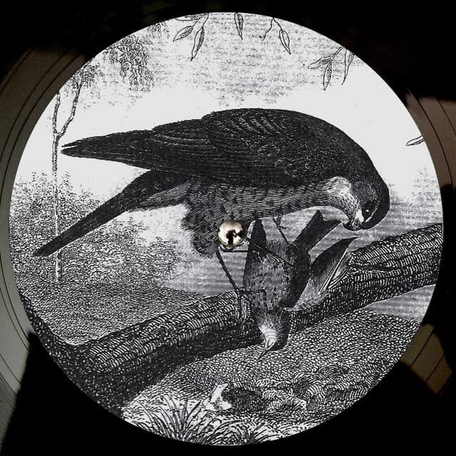 Intro cover art