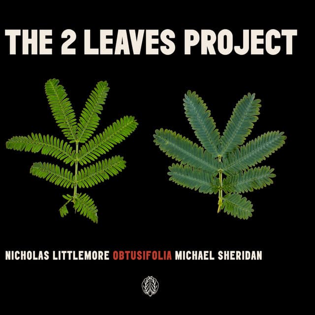 Obtusifolia cover art