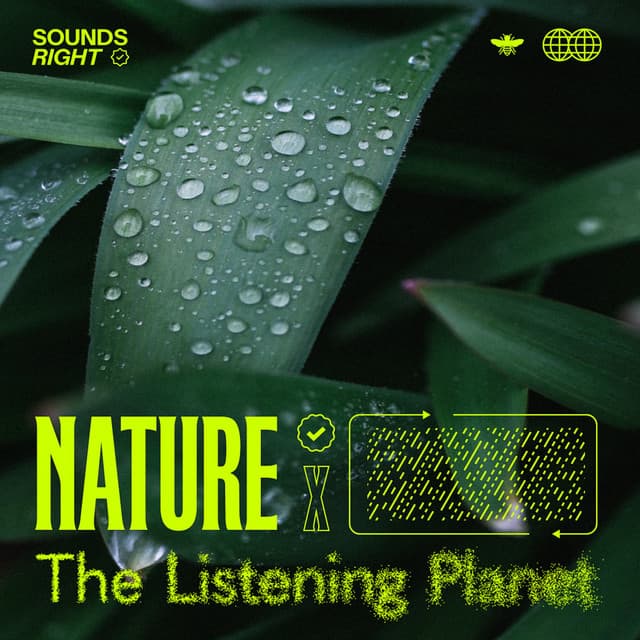 Costa Rican Jungle Rain cover art