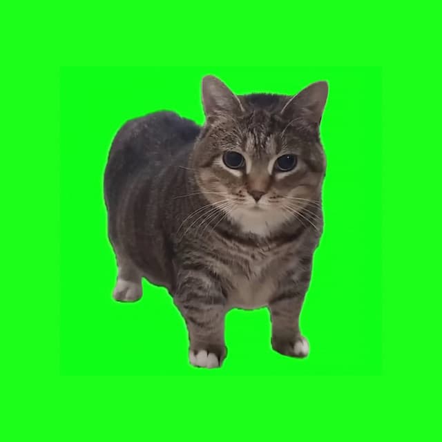 OIIA OIIA (Spinning Cat) cover art
